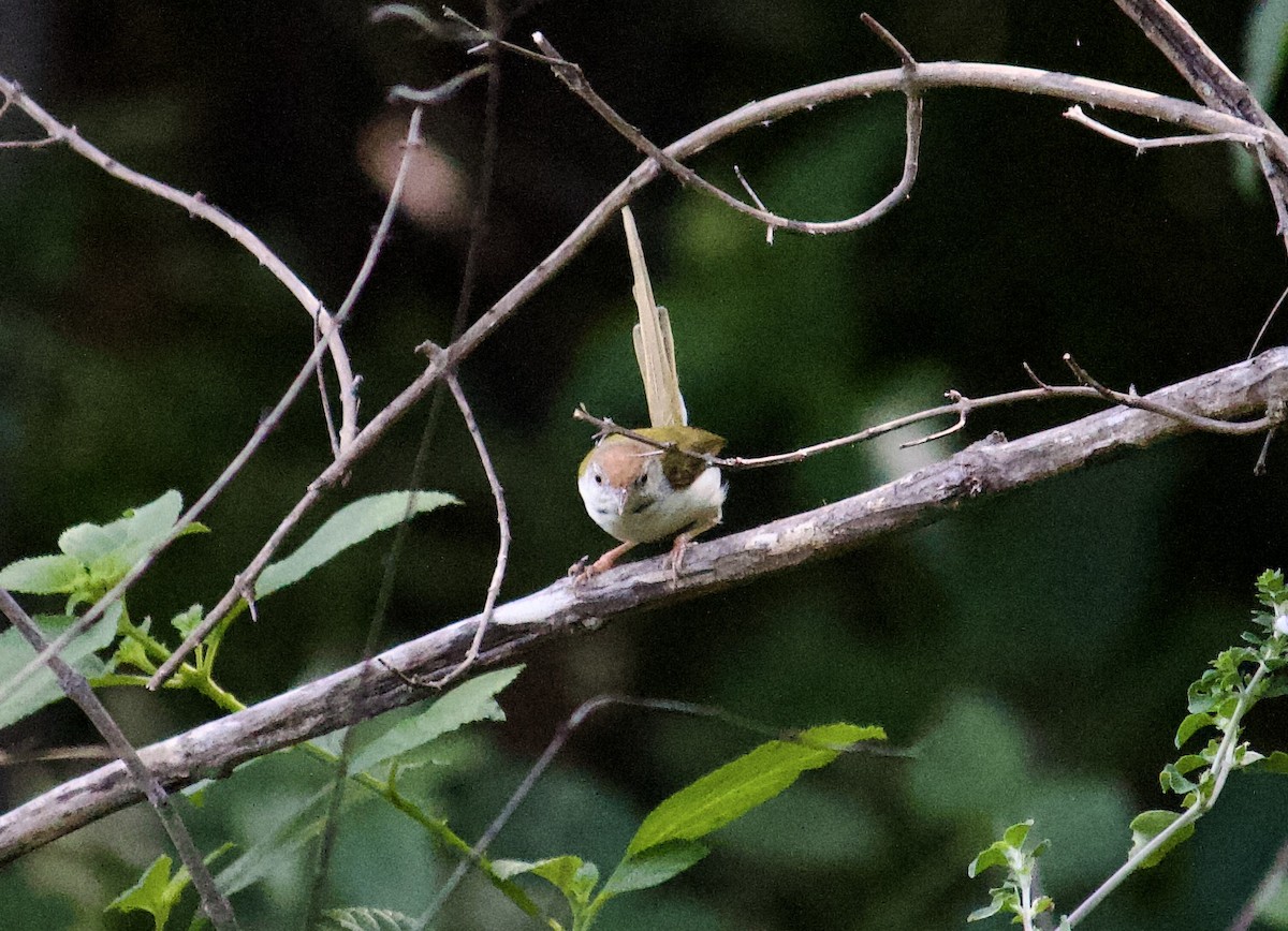 Rotstirn-Schneidervogel - ML620488961