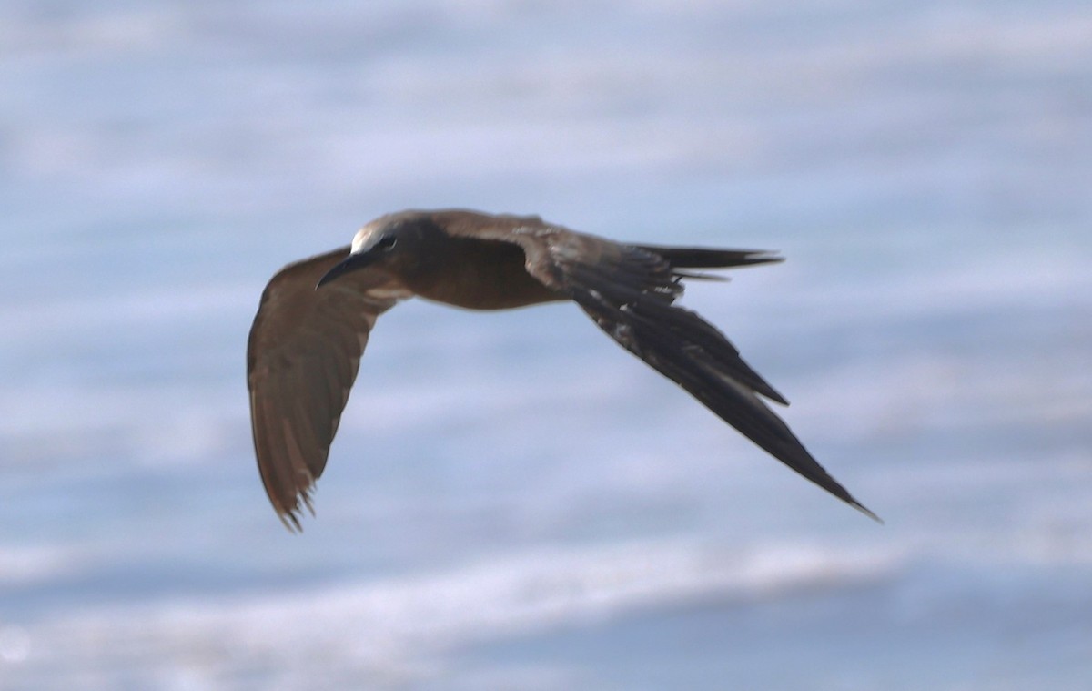 Brown Noddy - ML620488964