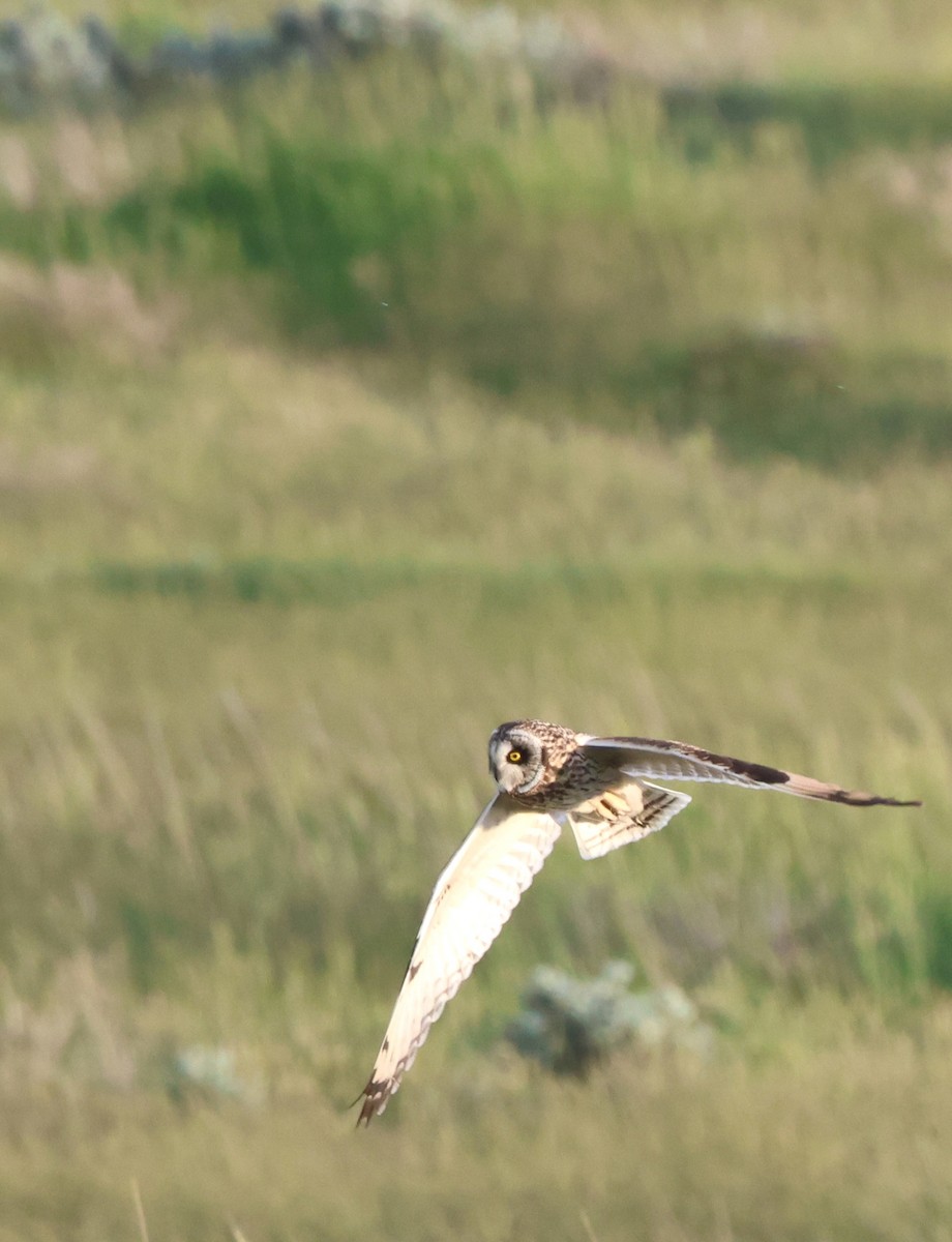 Short-eared Owl - ML620488966