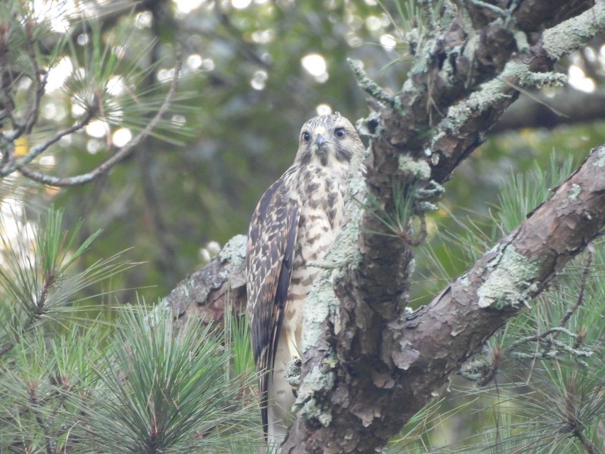 Red-shouldered Hawk - ML620488967