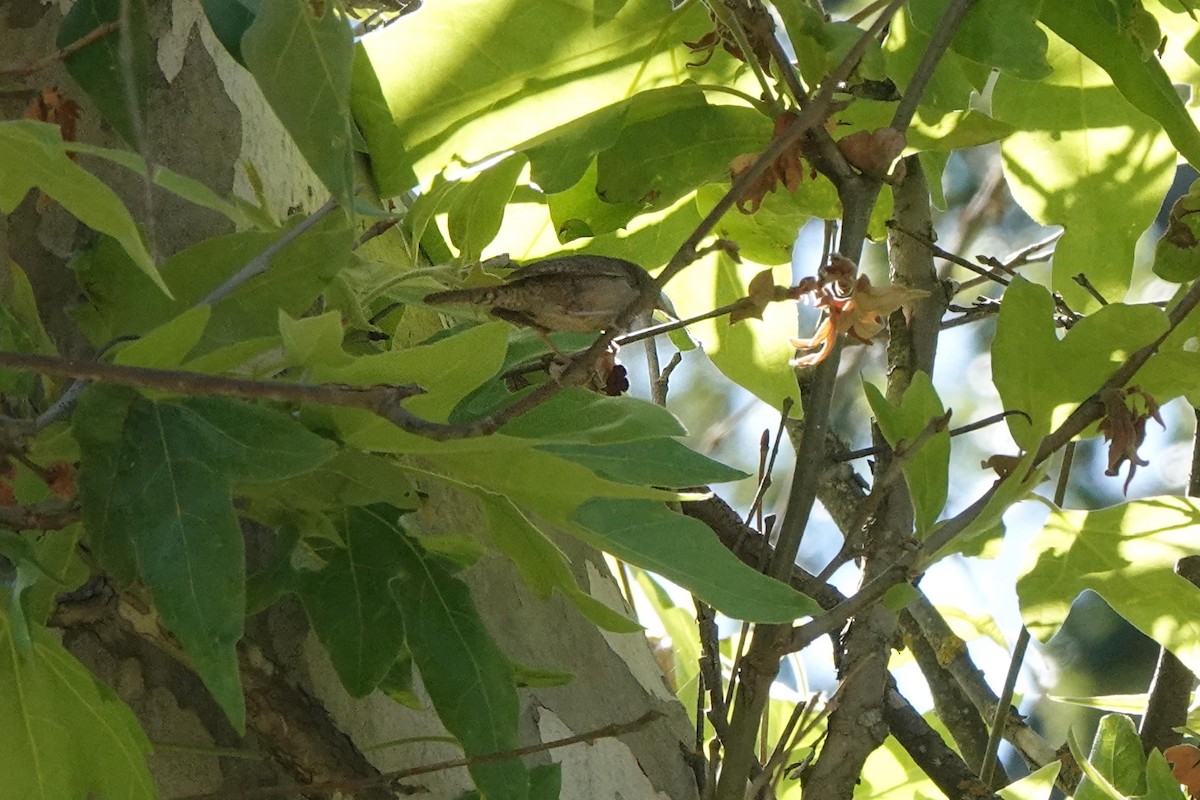 House Wren - ML620488971