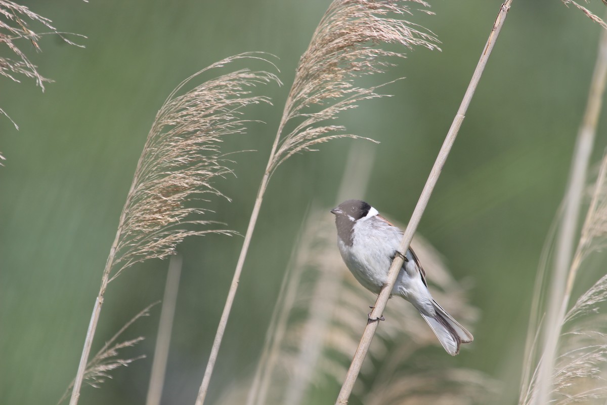 Reed Bunting - ML620488972