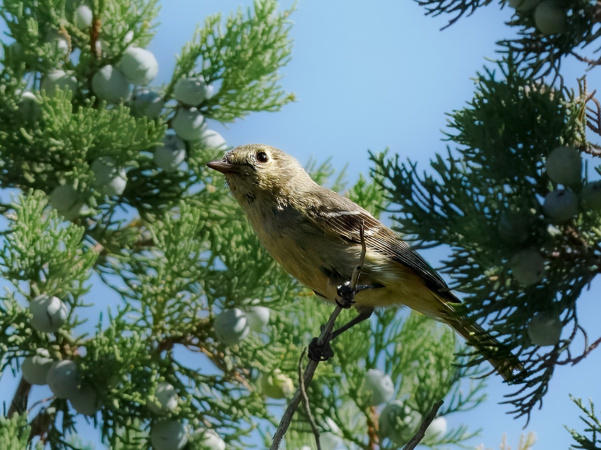 Vireo de Hutton - ML620488973