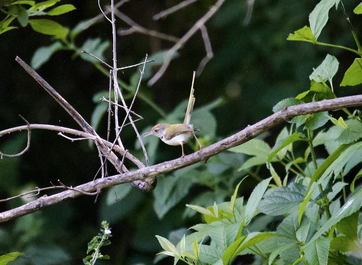 Common Tailorbird - ML620488976