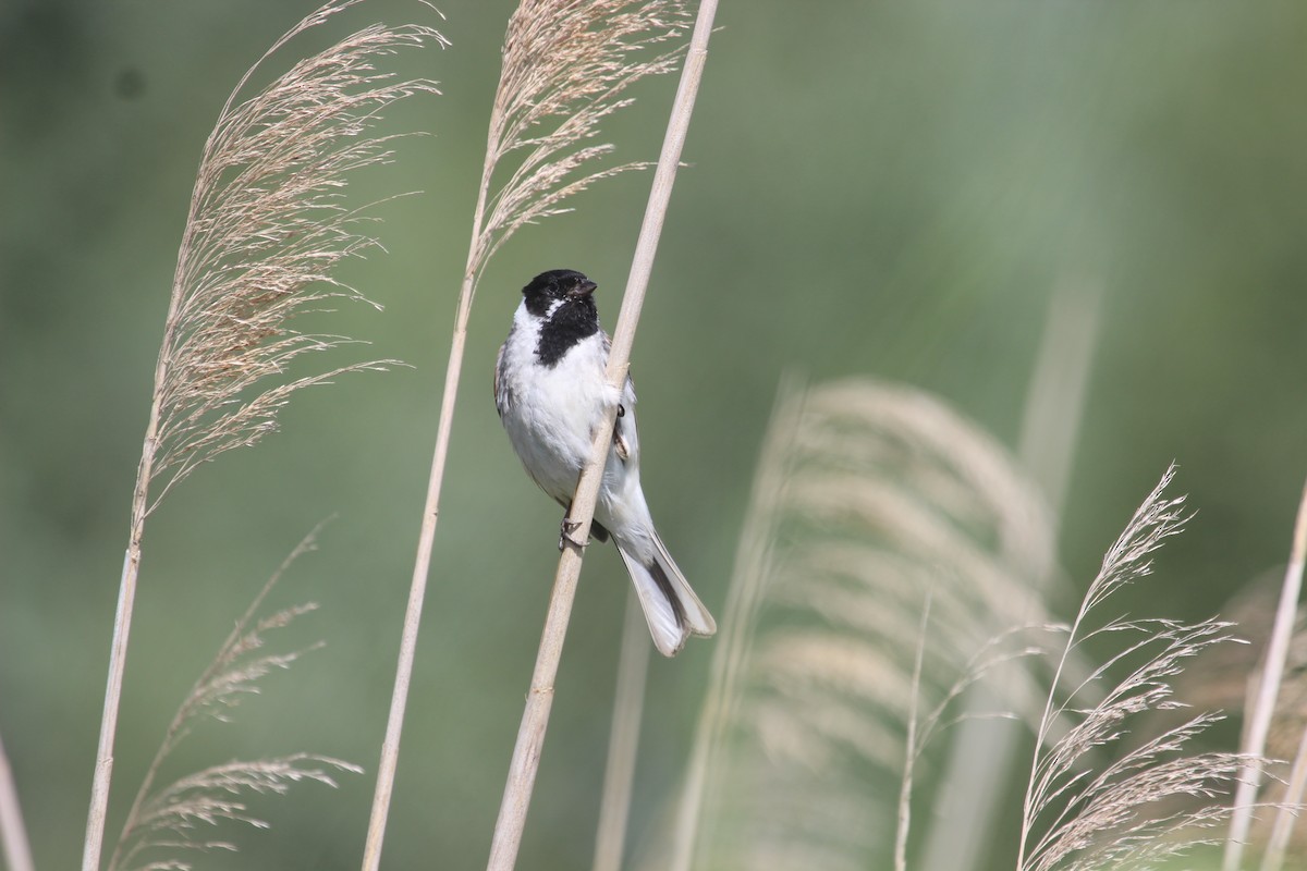 Reed Bunting - ML620488984