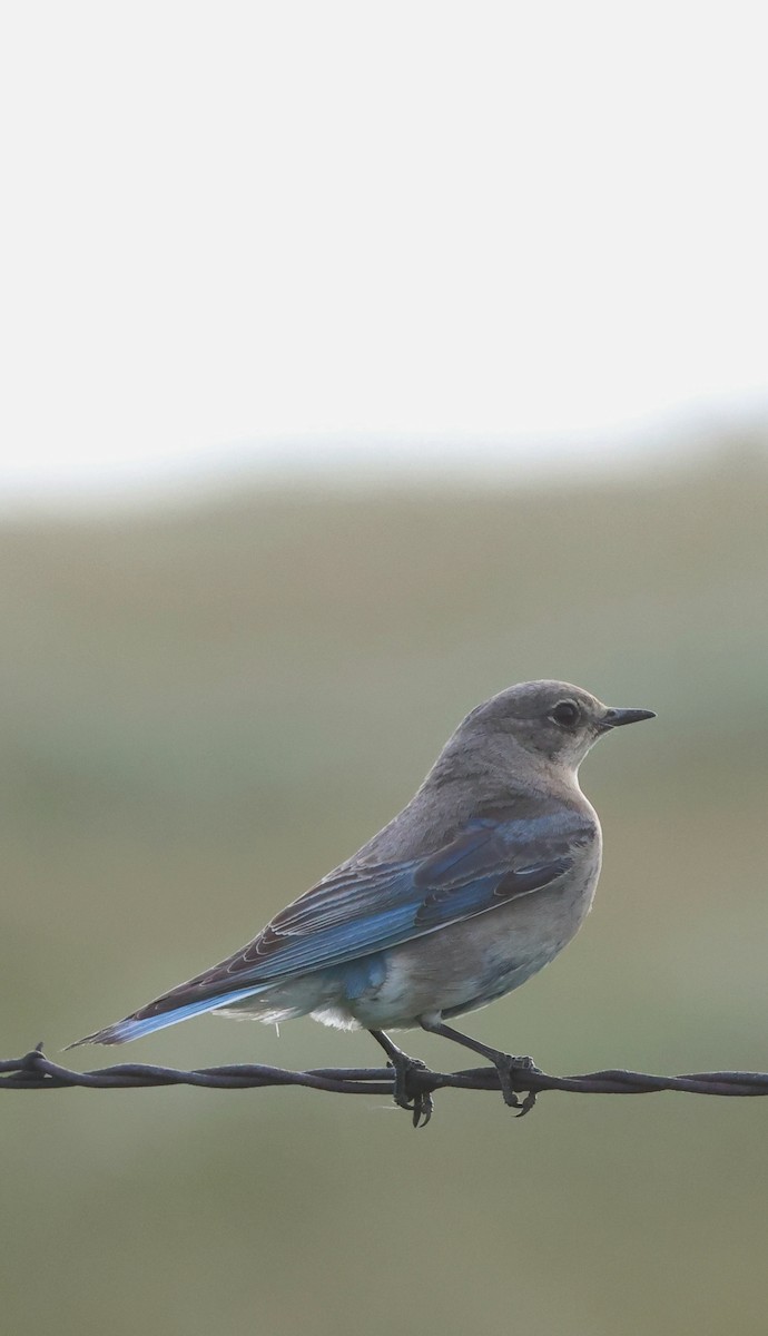 Mountain Bluebird - ML620488987