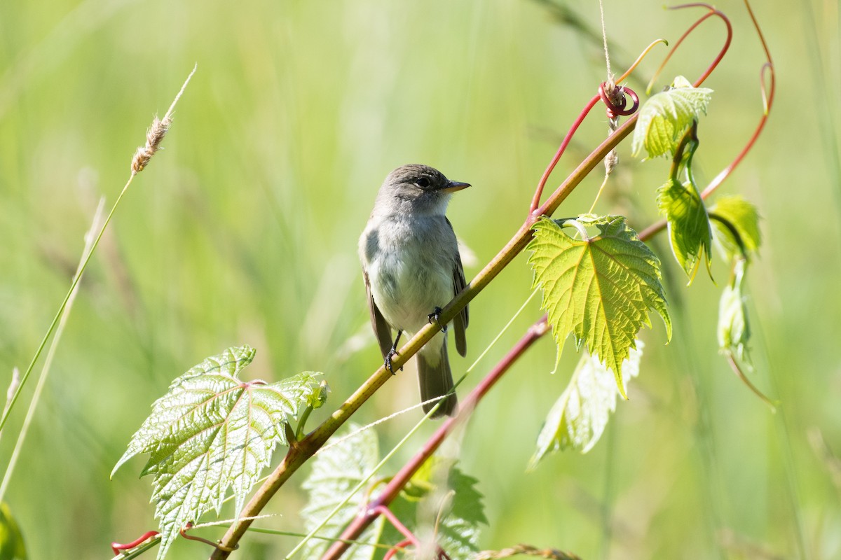 Alder/Willow Flycatcher (Traill's Flycatcher) - ML620488992