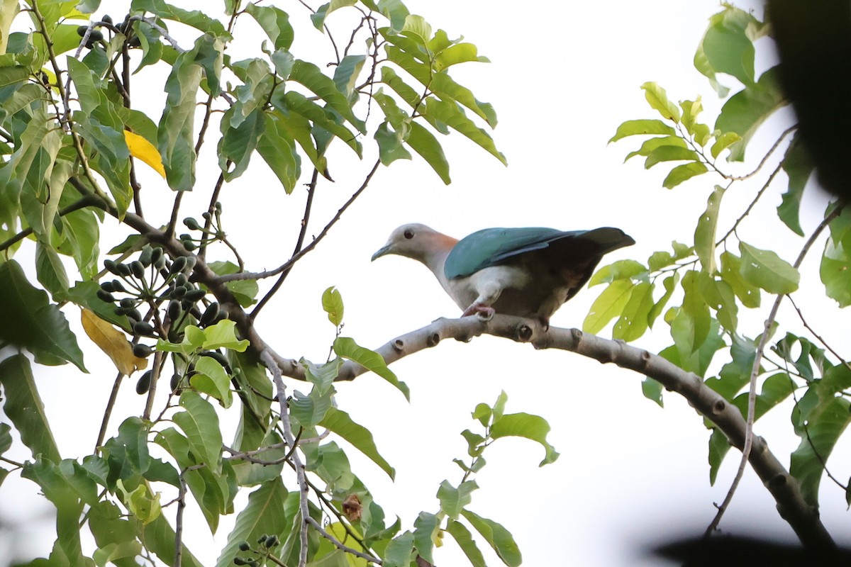 Green Imperial-Pigeon (Rufous-naped) - ML620488994