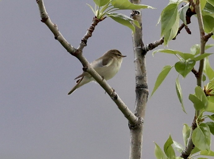 Mosquitero Boreal - ML620489004