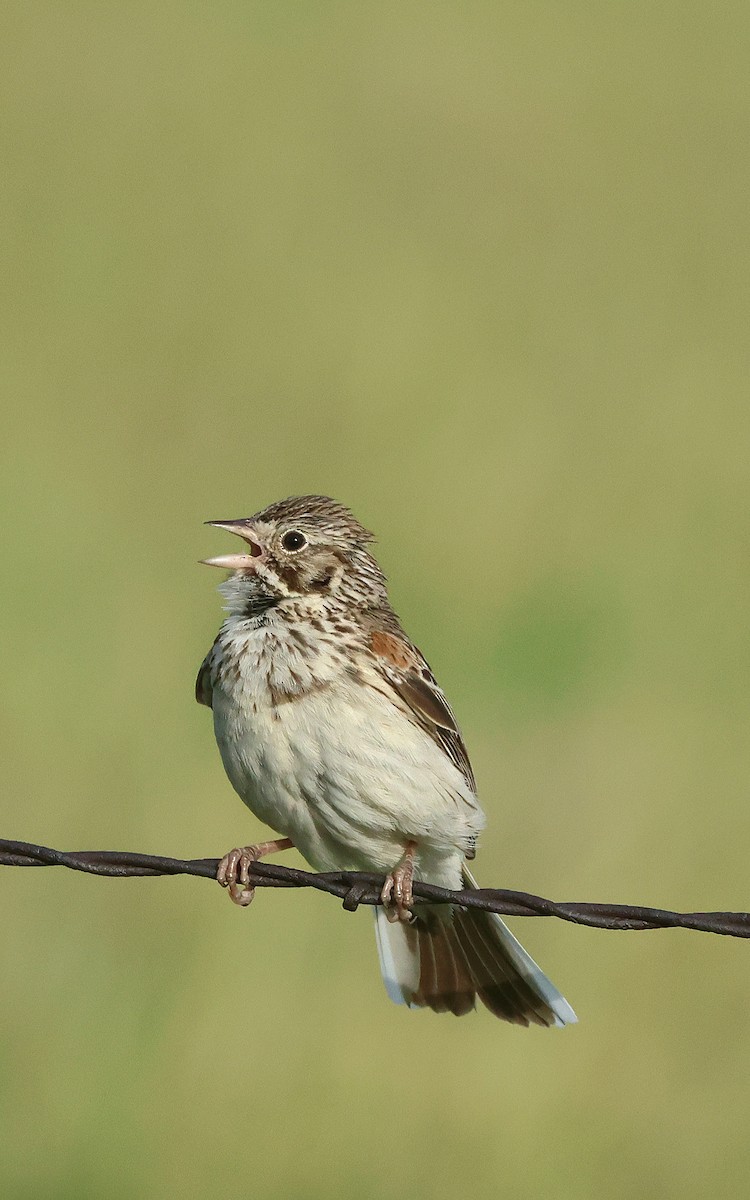 Vesper Sparrow - ML620489012