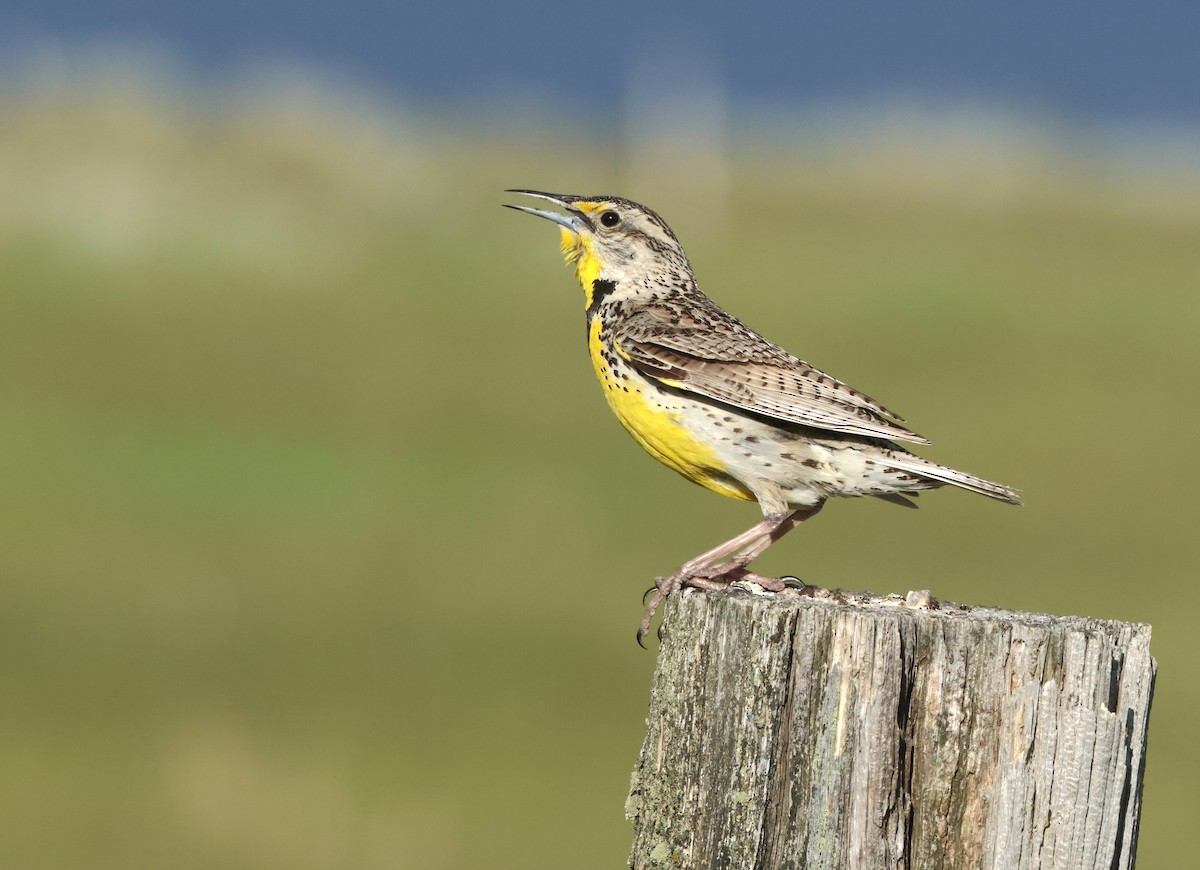 Western Meadowlark - ML620489019