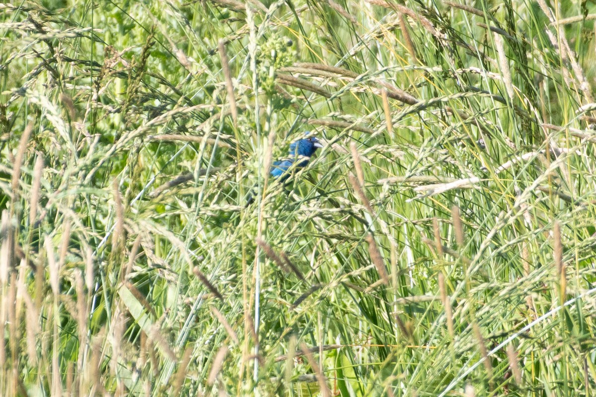 Indigo Bunting - ML620489021