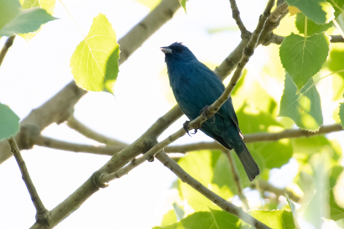 Indigo Bunting - ML620489022