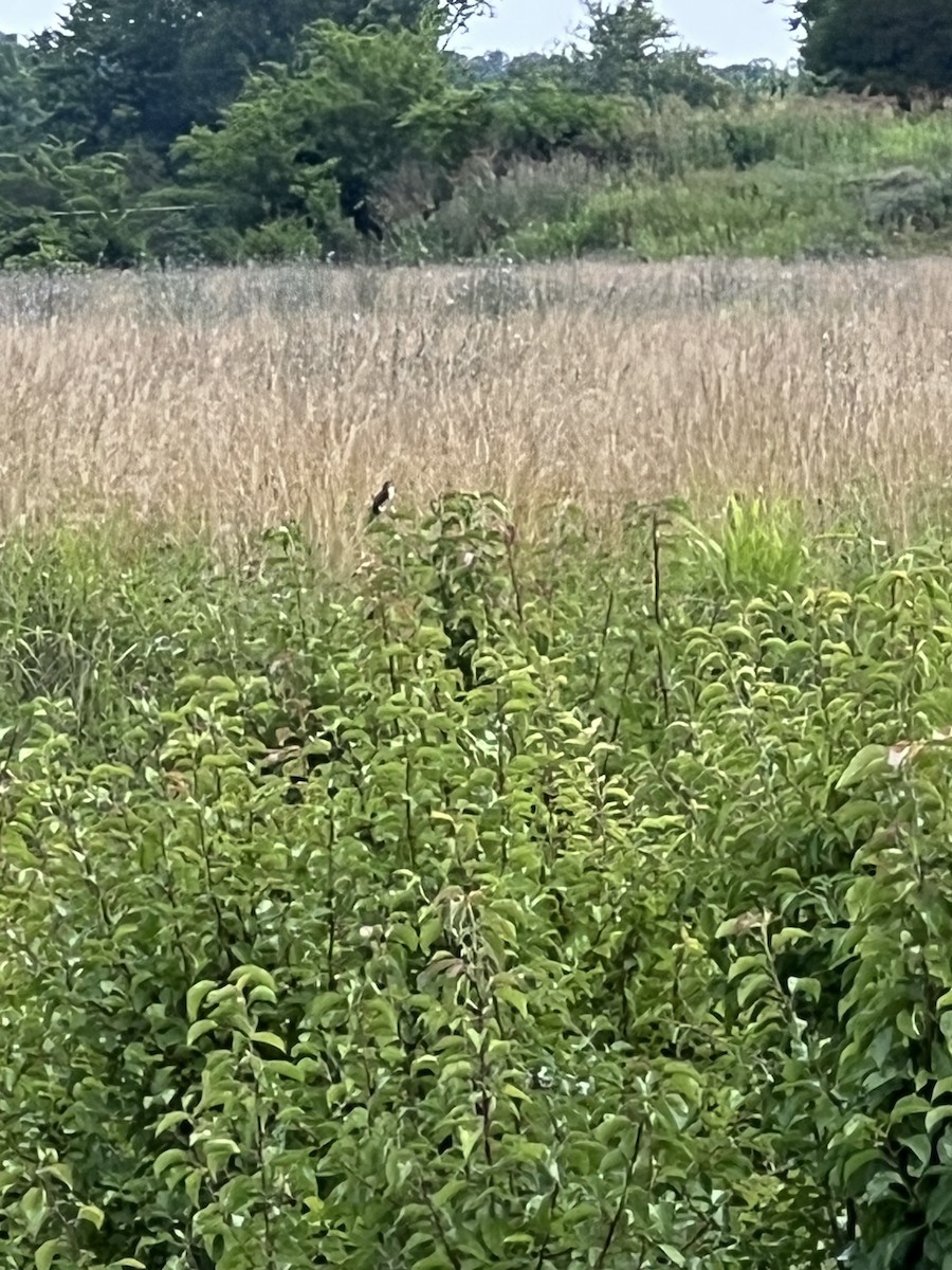 Willow Flycatcher - William Ballew