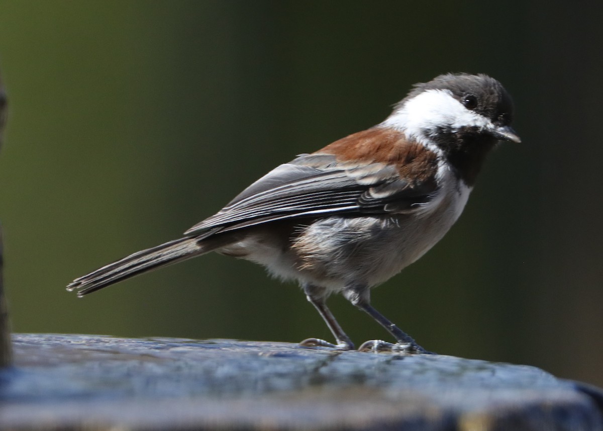 Mésange à dos marron - ML620489028