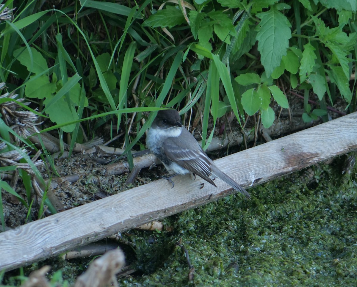 Eastern Phoebe - ML620489031