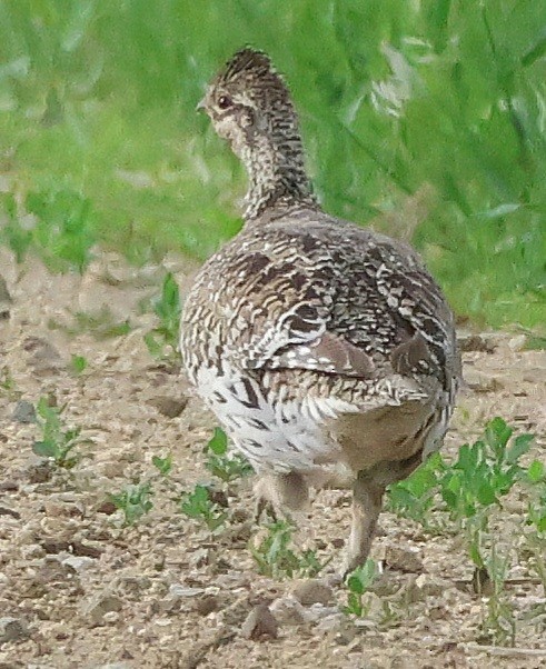 Sharp-tailed Grouse - ML620489032