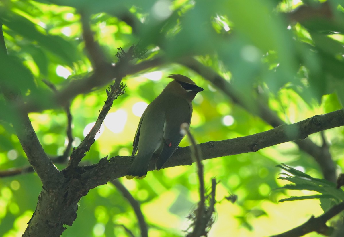 Cedar Waxwing - ML620489037