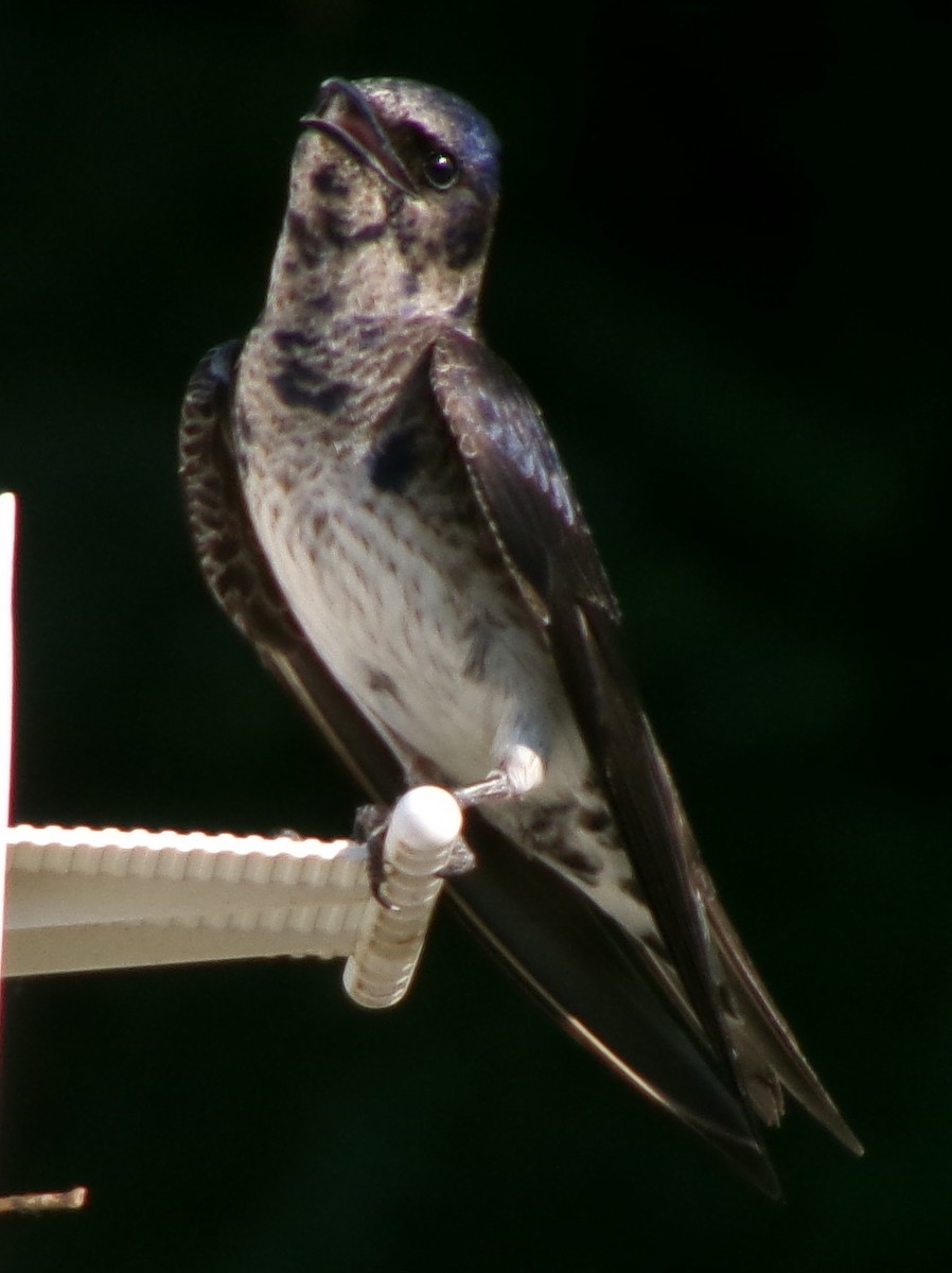 Purple Martin - ML620489045