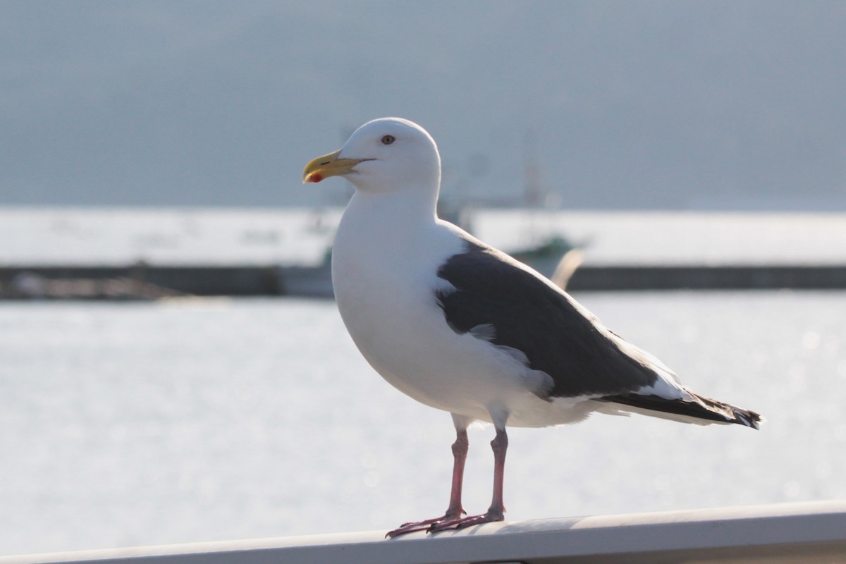 Slaty-backed Gull - ML620489051