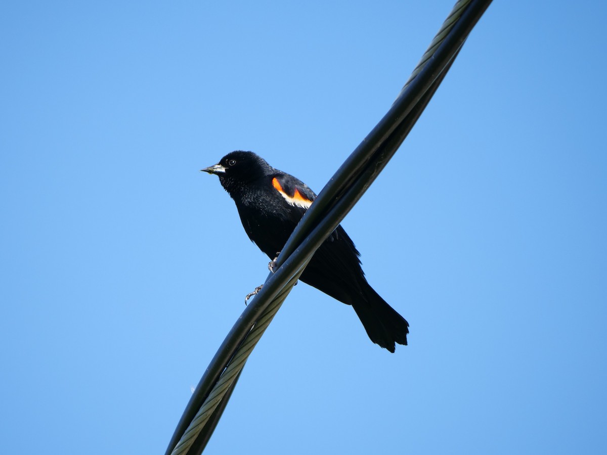 Red-winged Blackbird - ML620489052