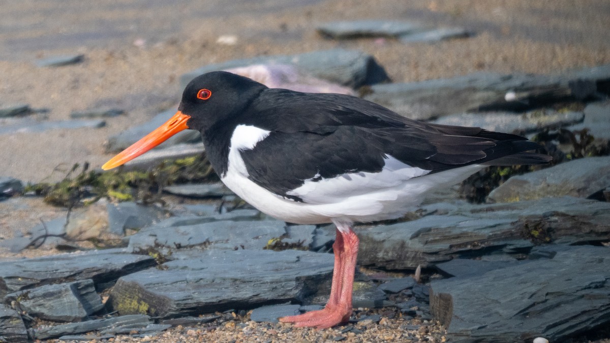 Eurasian Oystercatcher - ML620489053