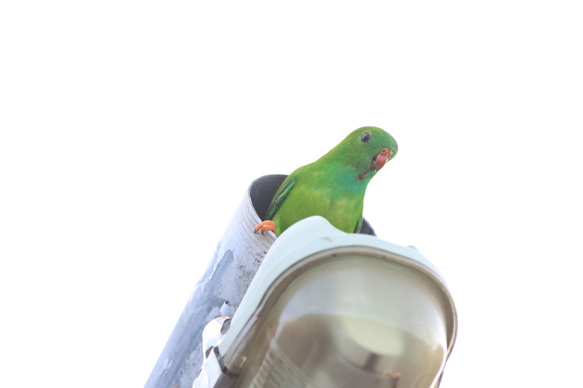 Pygmy Hanging-Parrot - ML620489056