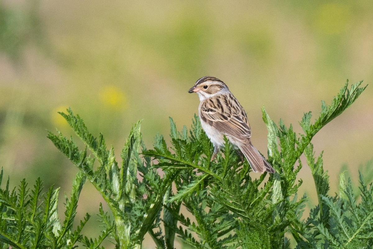 Clay-colored Sparrow - ML620489057