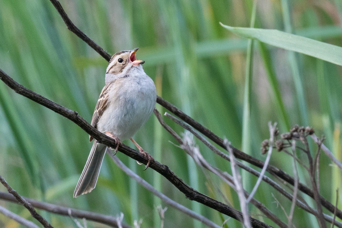 Clay-colored Sparrow - ML620489058