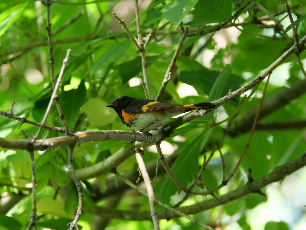 American Redstart - ML620489059