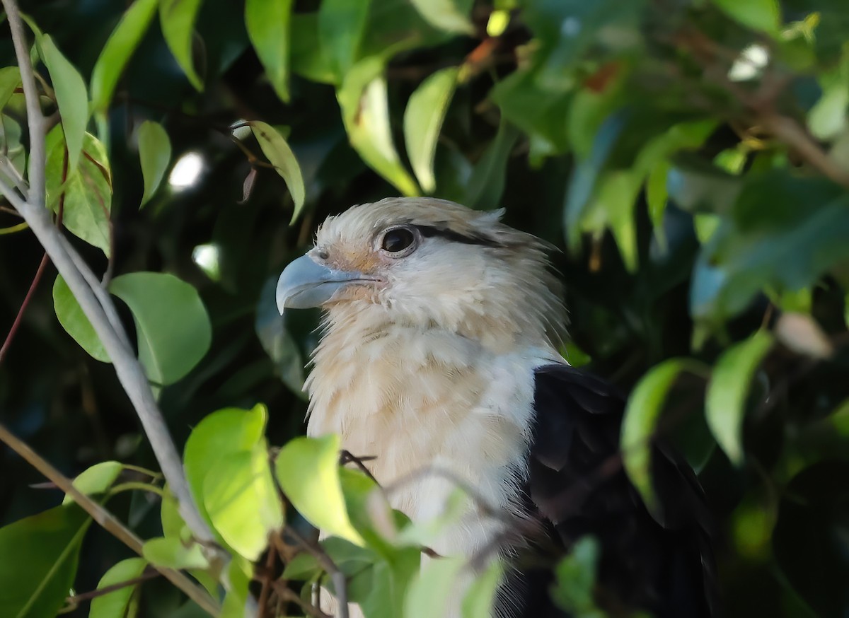 Yellow-headed Caracara - ML620489062