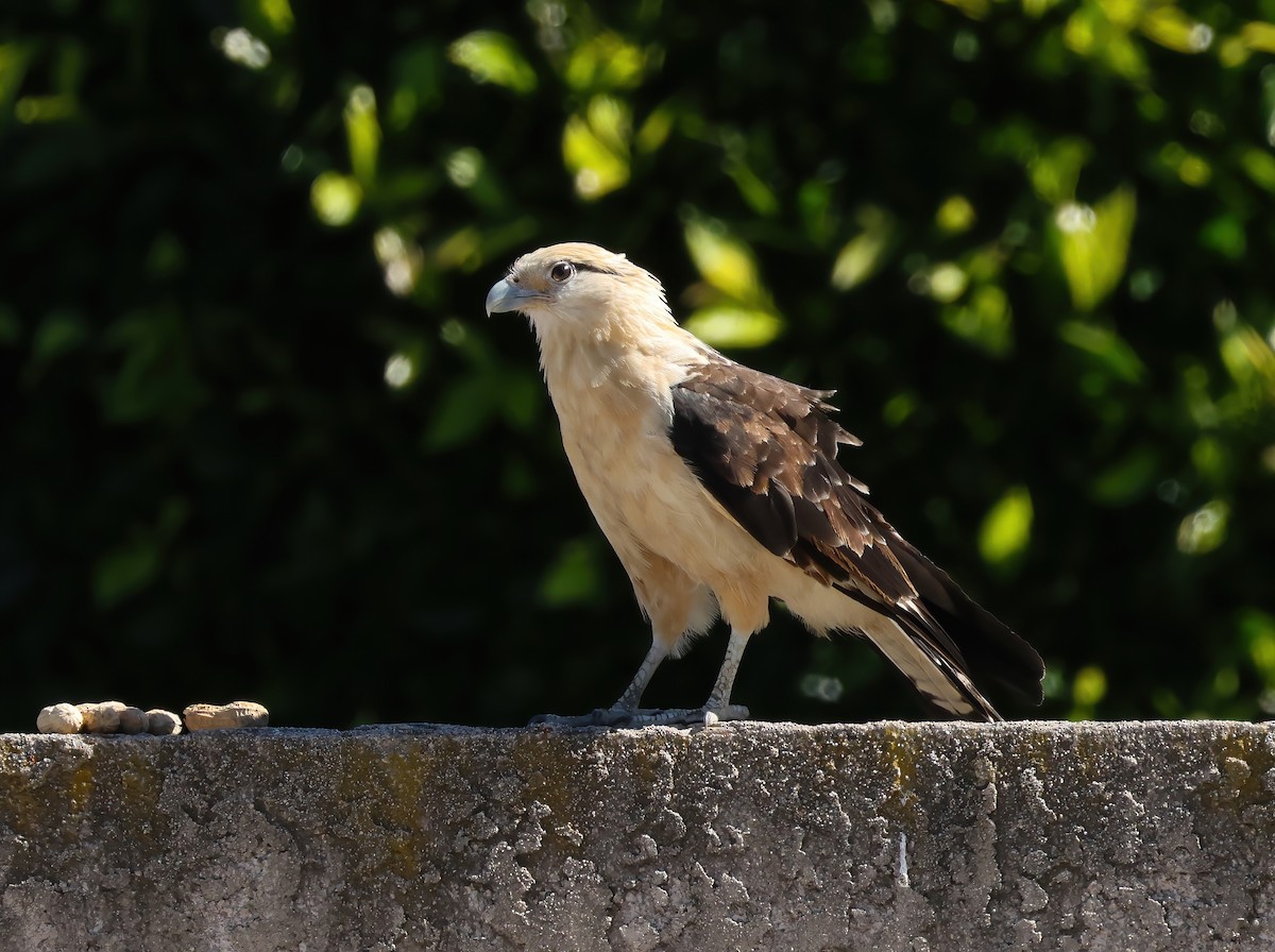 Yellow-headed Caracara - Tom Benson