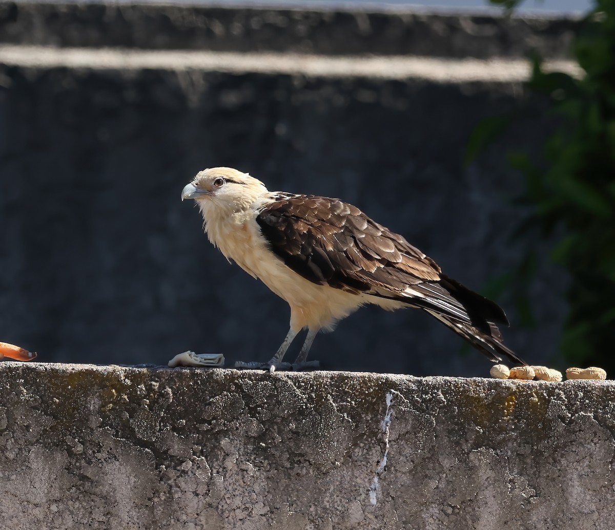 Yellow-headed Caracara - ML620489066