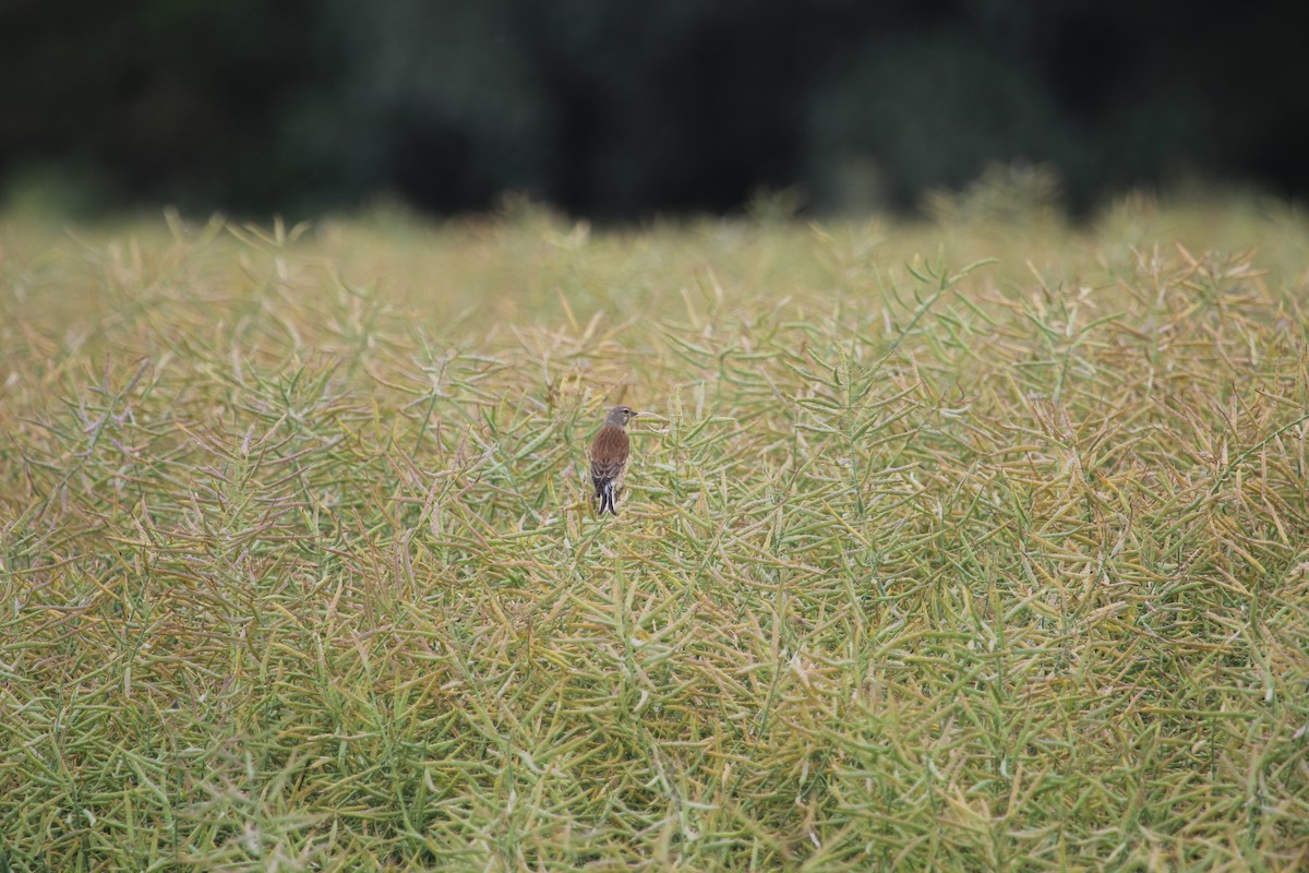 Eurasian Linnet - ML620489071