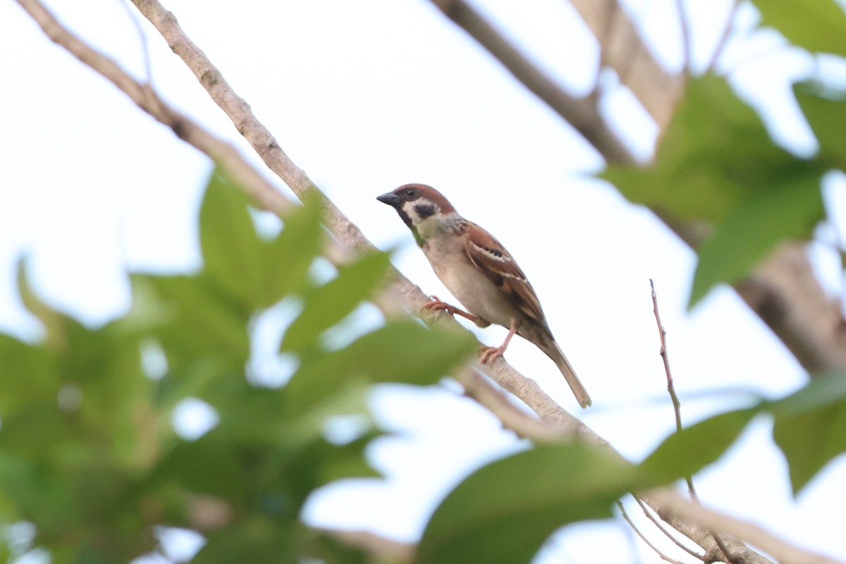 Eurasian Tree Sparrow - ML620489074