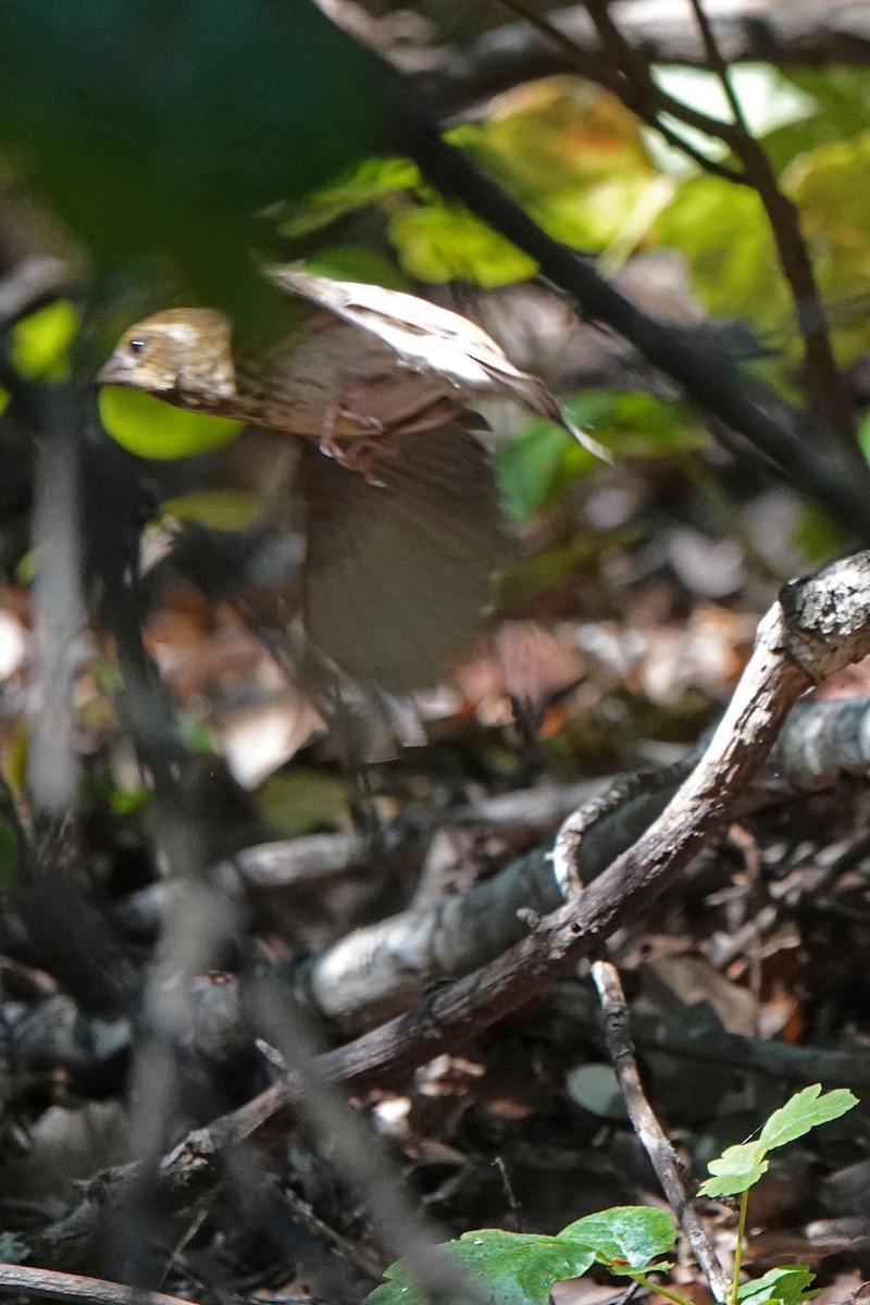 Purple Finch - ML620489075