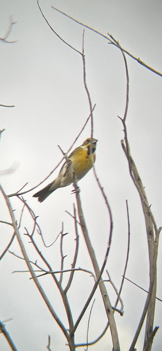 Dickcissel - ML620489080