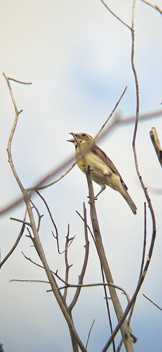 Dickcissel d'Amérique - ML620489082