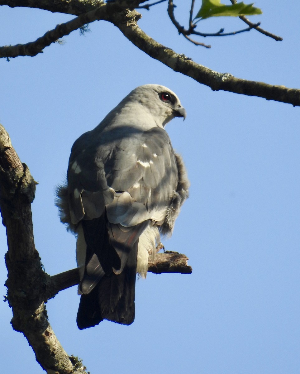 Mississippi Kite - ML620489083