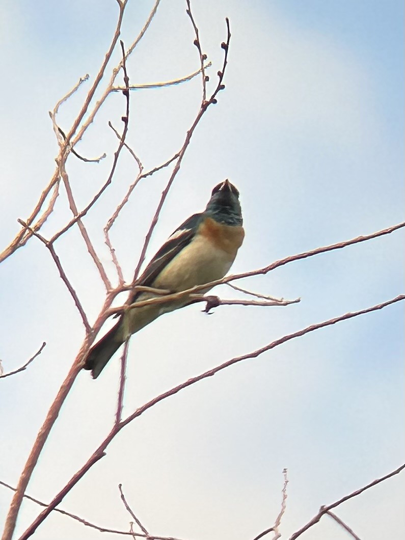 Lazuli Bunting - ML620489085