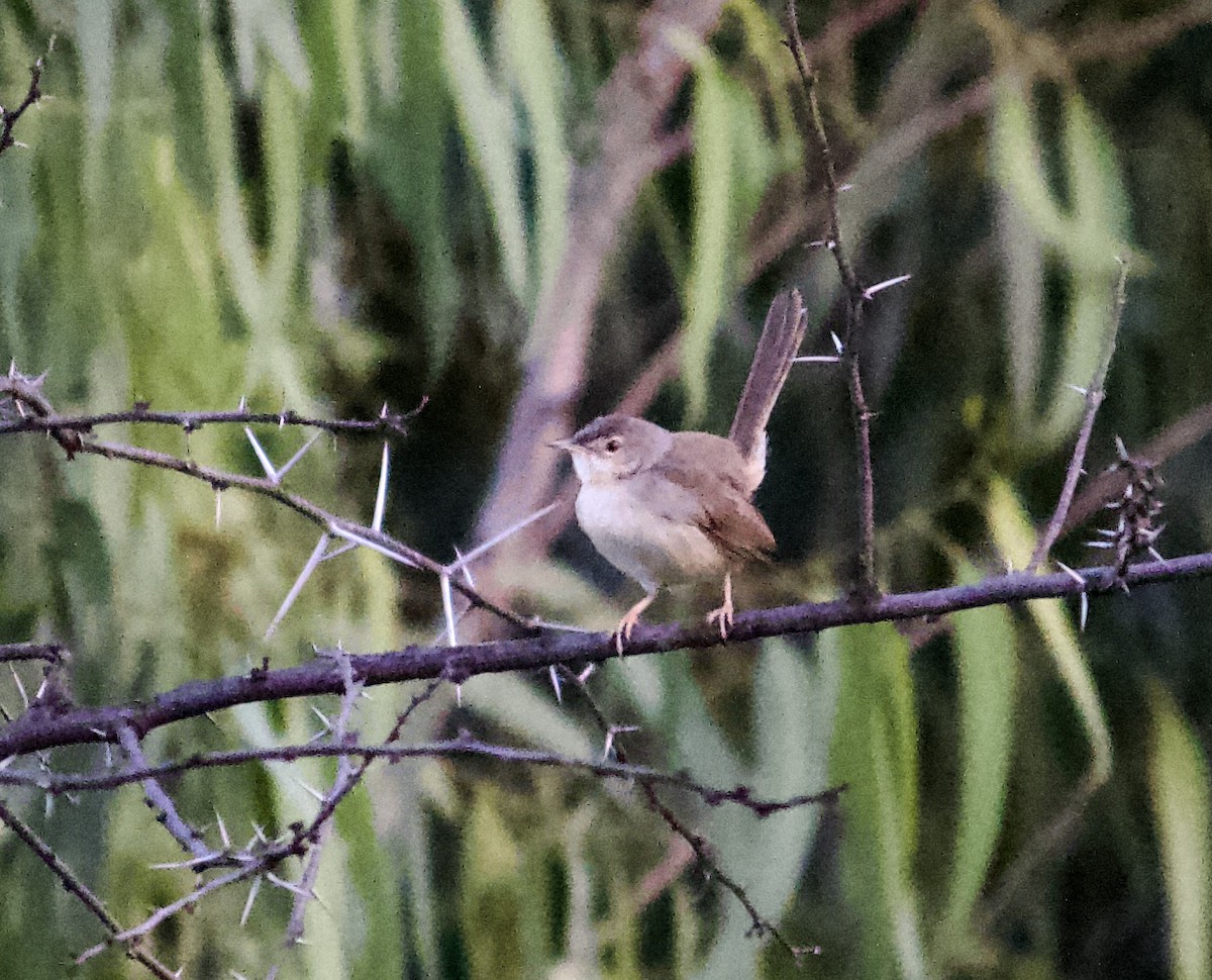 Jungle Prinia - ML620489086