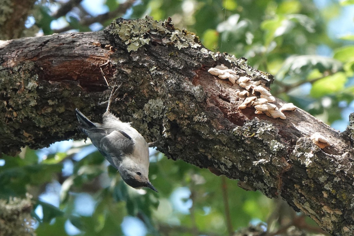 White-breasted Nuthatch - ML620489088