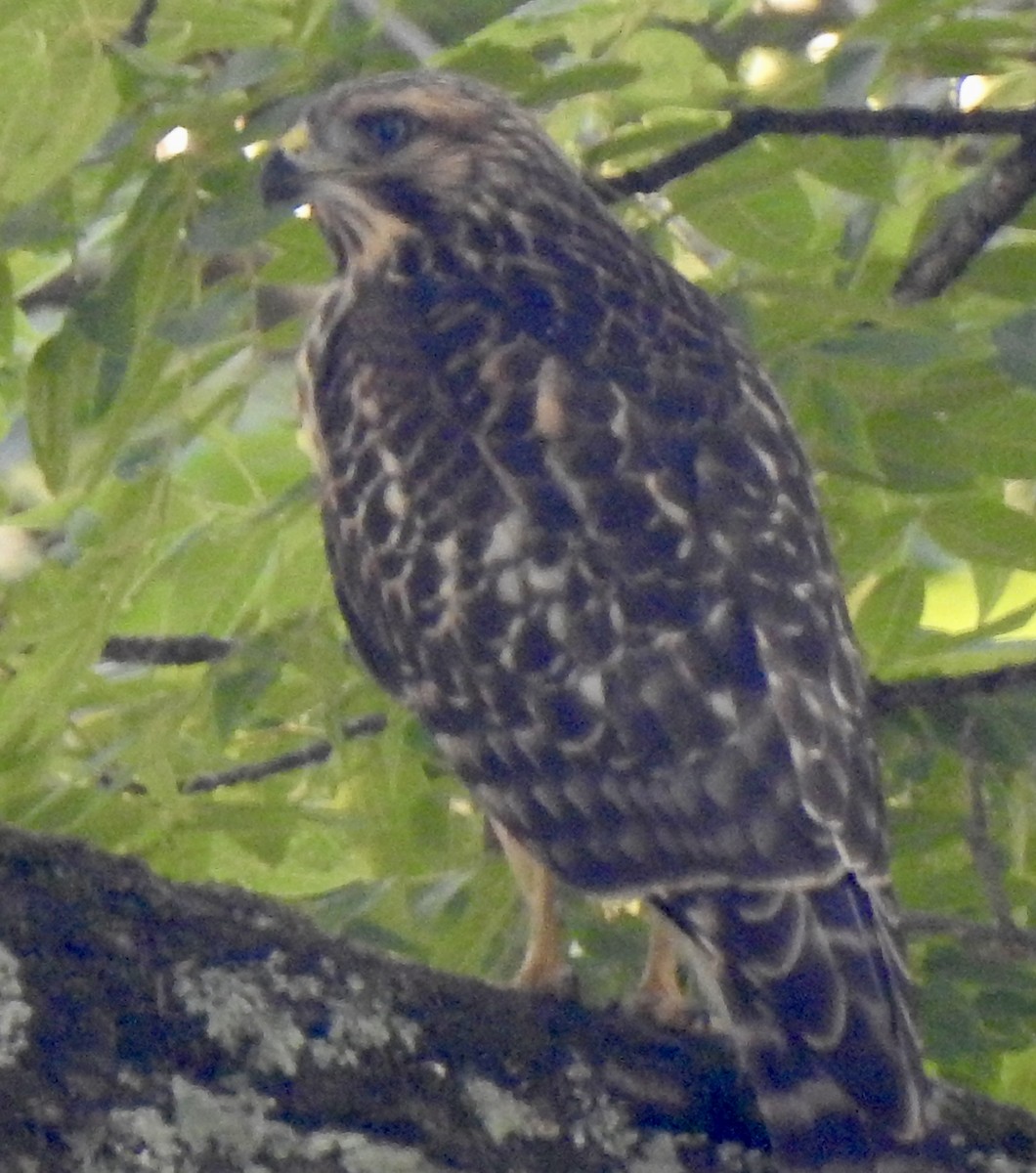 Red-shouldered Hawk - ML620489090