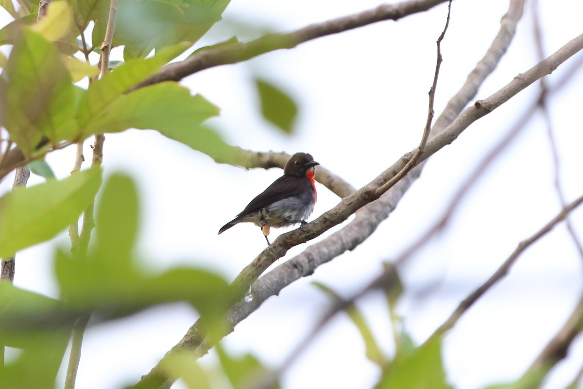 Gray-sided Flowerpecker - ML620489091