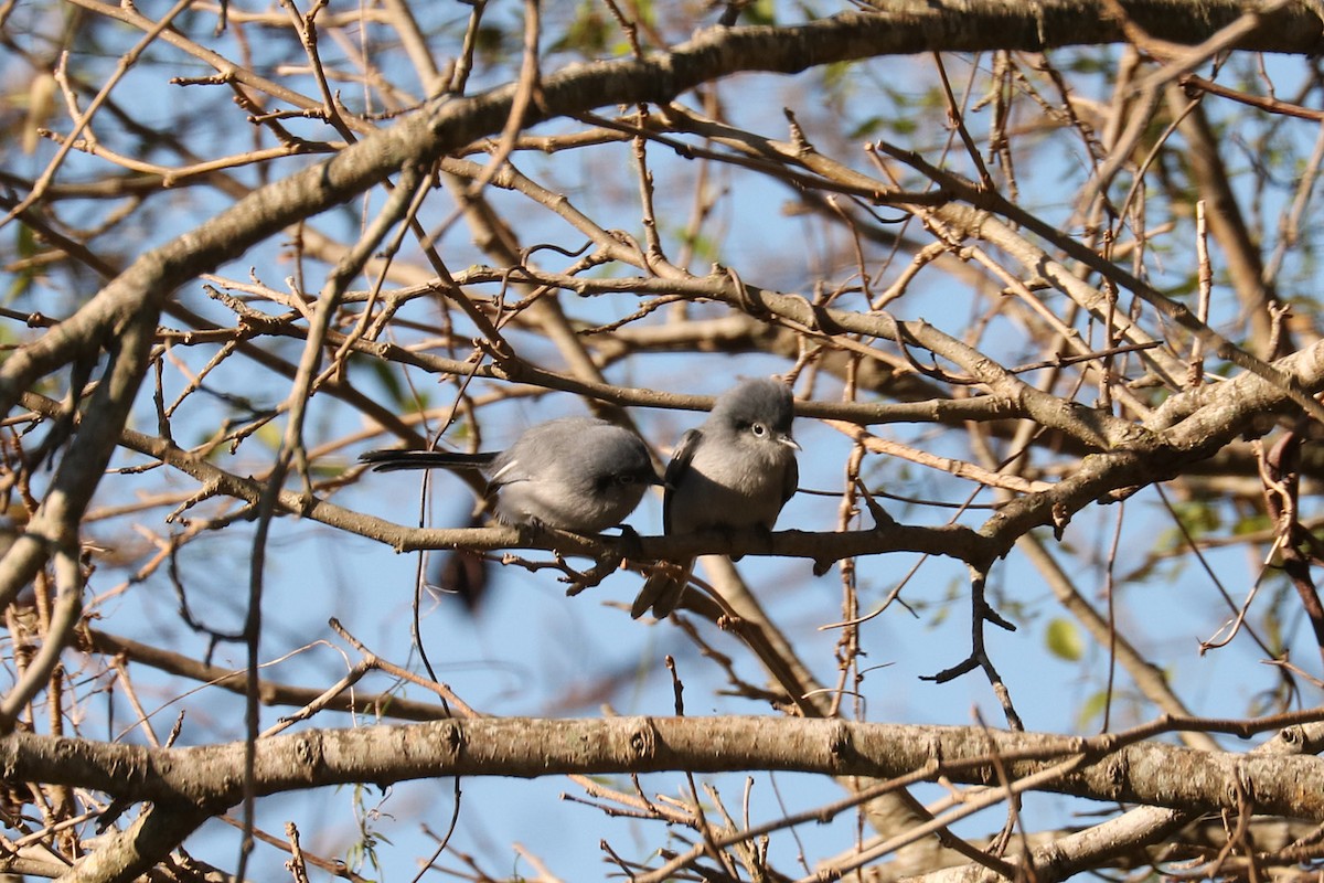 Masked Gnatcatcher - ML620489092