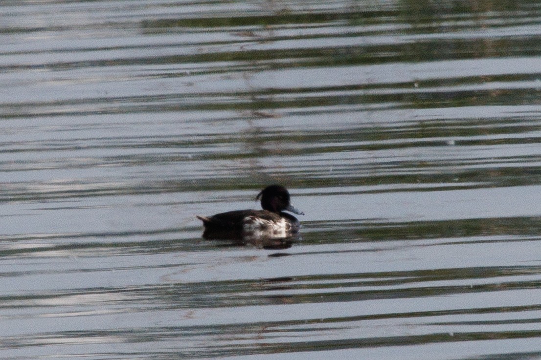 Tufted Duck - ML620489097