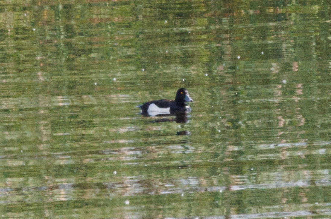 Tufted Duck - ML620489098