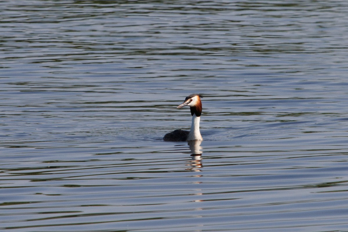 Great Crested Grebe - ML620489101