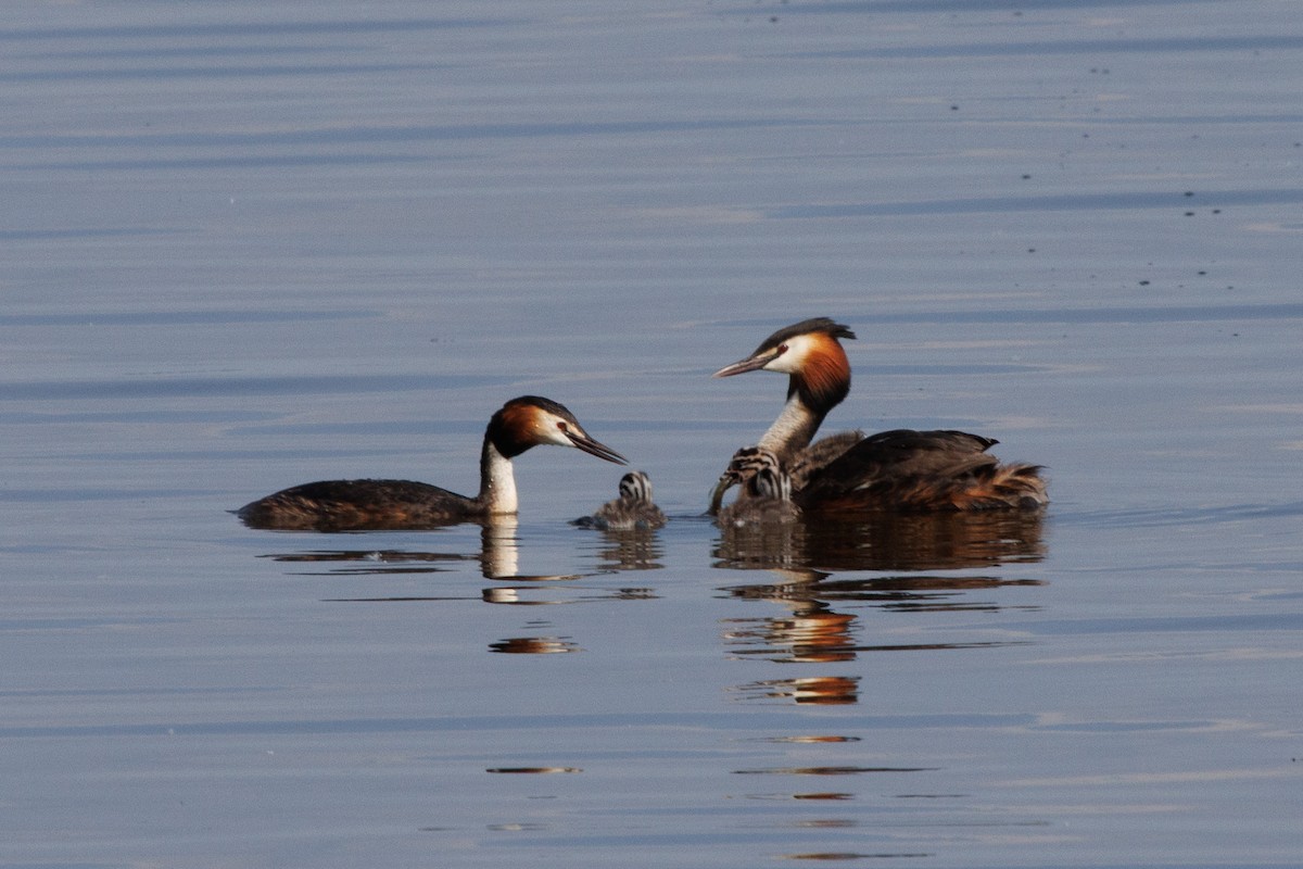 Great Crested Grebe - ML620489102