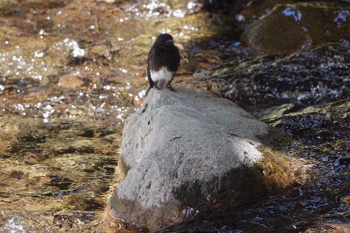 Black Phoebe - ML620489106